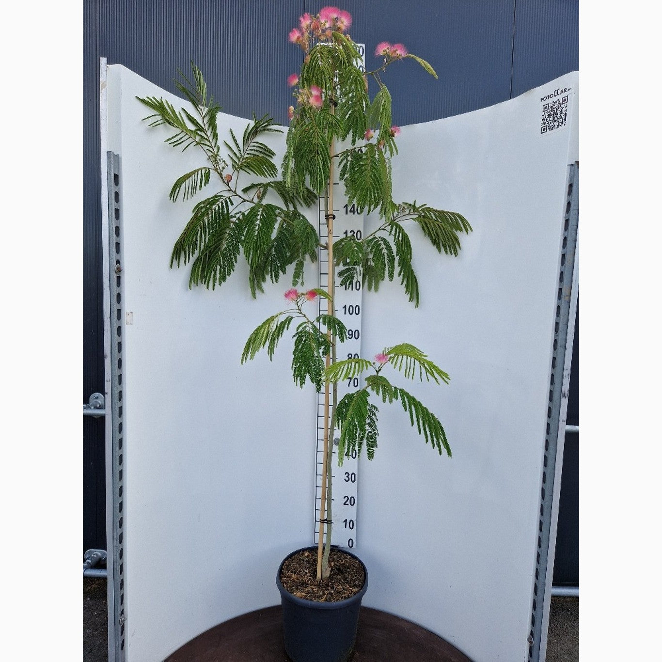 Silkesträd – Albizia julibr. 'Ombrella' - C20 175-200 CM